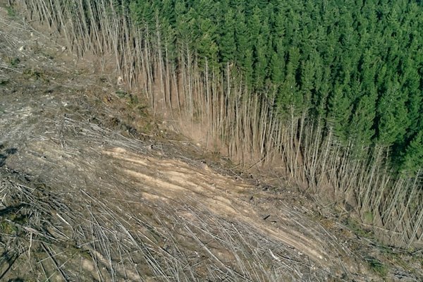 Déforestation : impact majeur sur la biodiversité