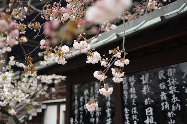 Guide des meilleures spots pour les cerisiers au japon